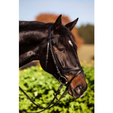 Standard kantár, barna, Shetty