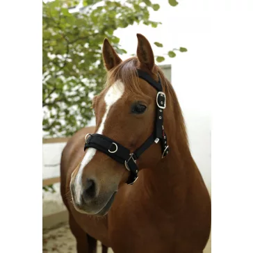 Kapicán, fekete,  (full)