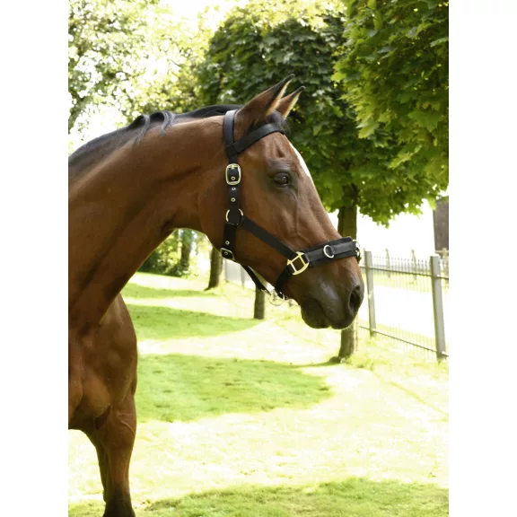 Kapicán, fekete,  (full)