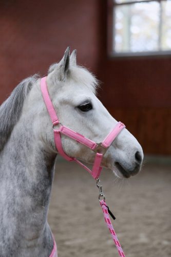 Lilli Starlight kötőfék szett, vezetőszárral pony