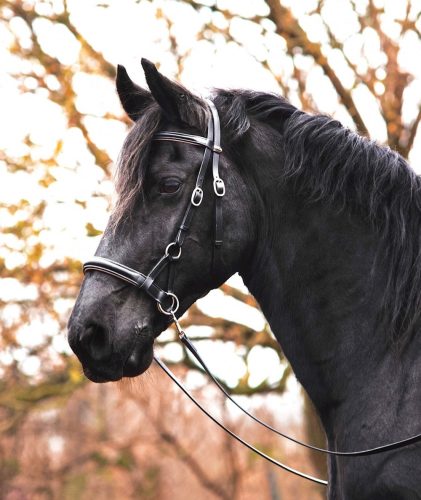 F.R.A. Pardoes de luxe sidepull kantár (syst.3) fekete-bézs leather, szárral pony