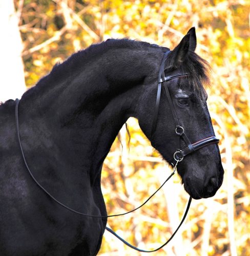 F.R.A. Pardoes de luxe sidepull kantár (syst.3) fekete-szürke leather, szárral pony