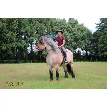   F.R.A. Tinver zabla nélküli kantár (syst.4) szárral, fekete