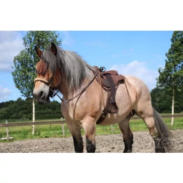   F.R.A. Tinver zabla nélküli kantár (syst.4) szárral, barna