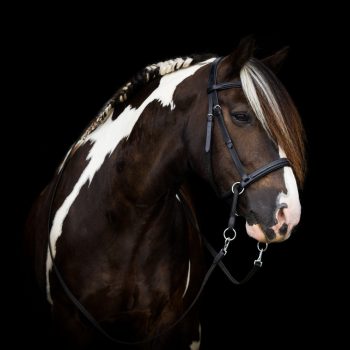   F.R.A. Dietsji zabla nélküli kantár szárral (syst.5) fekete bőr