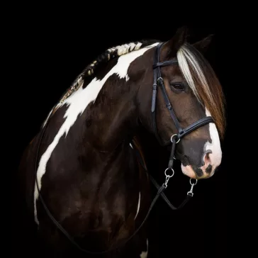   F.R.A. Dietsji zabla nélküli kantár szárral (syst.5) fekete bőr