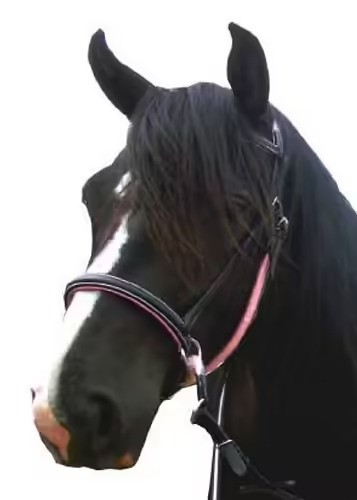 F.R.A. Dietsji zabla nélküli kantár szárral(syst.5) fekete bőr pink díszítés  pony