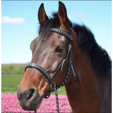 F.R.A. Taiga zablanélküli bőr kantár szárral (syst.5)