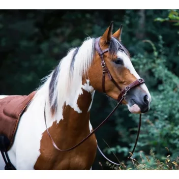   F.R.A. Wendy B / Cavesson, zabla nélküli kantár, mokka barna olasz bőr, bőr szár