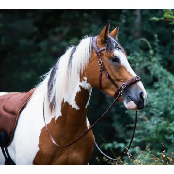 F.R.A. Wendy B / Cavesson, zabla nélküli kantár, mokka barna olasz bőr, bőr szár