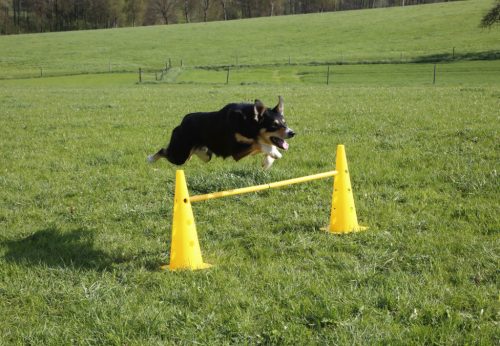 Agility ugrószett három akadállyal - sárga