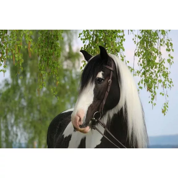 Barefoot Missoula Nut poncolt mintás kantár