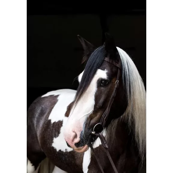 Barefoot Missoula Nut poncolt mintás kantár