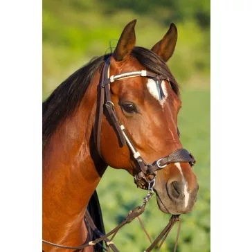 Barefoot Oaklet nyersbőr díszes, párnázott kantár