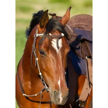 Barefoot Oaklet nyersbőr díszes, párnázott kantár