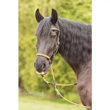 Barefoot Syringa zabla nélküli kantár, kantárszárral