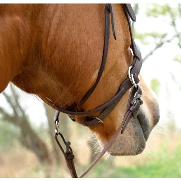 Barefoot Walnut zablanélküli kisló és pónikantár barna