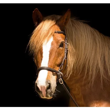   Barefoot Contour Trail anatómiailag formált kötőfékkantár barna
