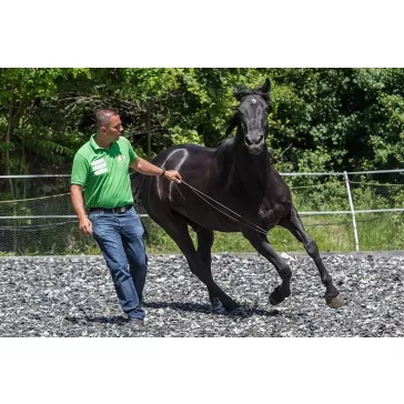 FreeHorseStyle